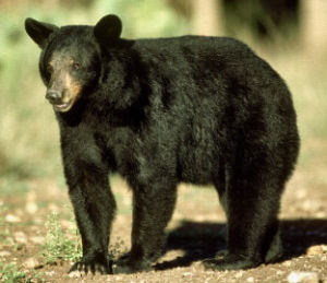 New Mexico State Animal, New Mexico Black Bear (Ursus americanus), from