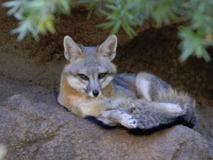 delaware state animal grey fox