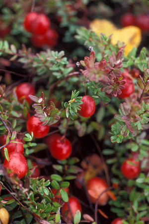 Massachusetts state Berry