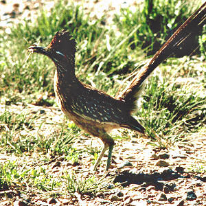 New Mexico State Bird