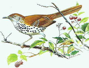 Georgia State Bird, Brown Thrasher