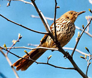 Georgia State Bird, Brown Thrasher