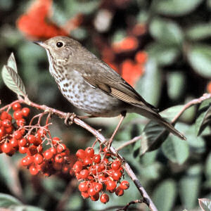 vermont hermit thrush