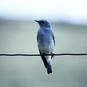 Nevada State Bird, Mountain Bluebird (Sialia currucoides), from