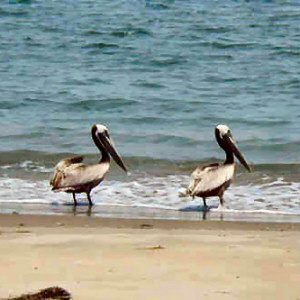 Brown Pelicans on the Beach