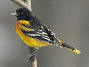 Baltimore Oriole