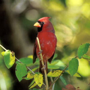 Virginia State Bird