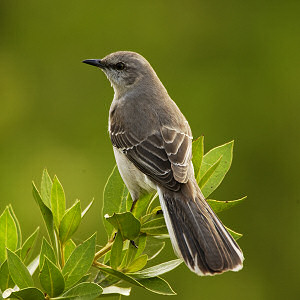 Mockingbird, Mimus polyglottos