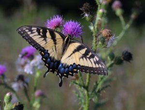 Alabama state Butterfly