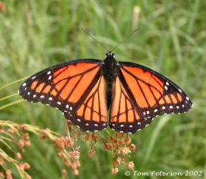 Kentucky state Butterfly