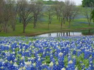 Texas state bluebonnet trail