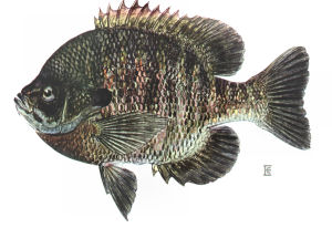 Illinois state Fish