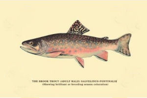 Brook trout canvas