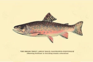 Trout Streams of Virginia: An Angler's Guide to the Blue Ridge Watershed