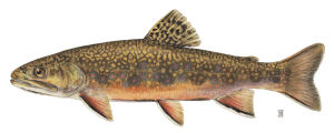 Pennsylvania State Fish, Brook Trout, (Salvelinus fontinalis) from