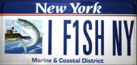 New York State Marine or Salt Water Fish, Striped Bass, (Morone