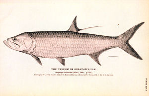 Alabama state salt water fish