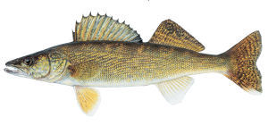 Minnesota Secretary Of State - State Fish - Walleye