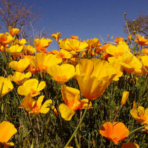 California State Flower: Golden Poppy