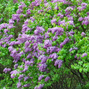 New Hampshire State Flower: Purple Lilac
