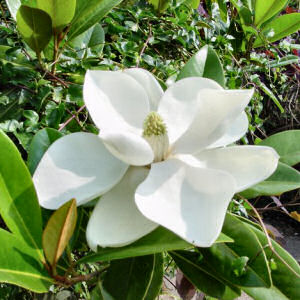 Mississippi State Flower: Magnolia Blossum