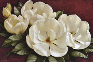 Mississippi State Flower: Magnolia Blossom