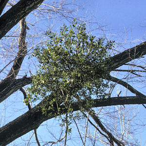 Oklahoma Floral Emblem: Mistletoe