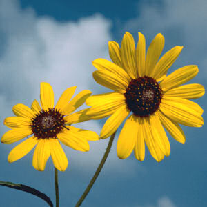 Kansas State Flower and Floral Emblem: Wild Native Sunflower