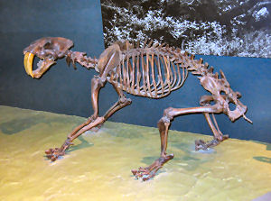 California State Fossil, Saber-toothed cat (Smilodon californicus), from  