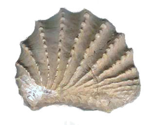Tennessee state fossil