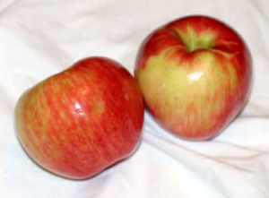 Minnesota Secretary Of State - State Fruit - Honeycrisp Apple