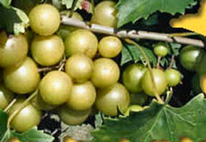 North Carolina State Fruit Scuppernong Grape Vitis Rotundifolia From Netstate Com