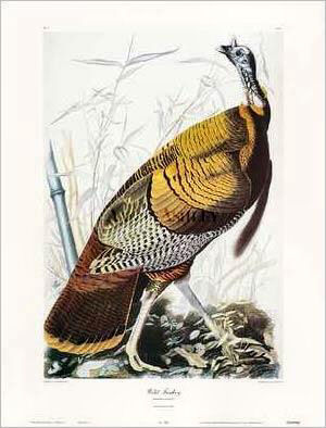 Wild Turkey by John James Audubon