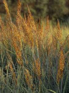 Oklahoma state grass