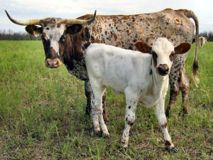 Texas state longhorn herd