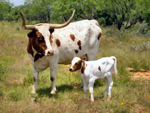 Texas state longhorn herd