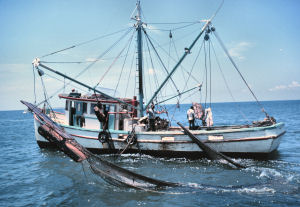 Louisiana Cajun and Creole Heritage