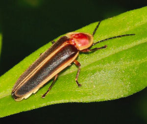 lightning bugs tennessee