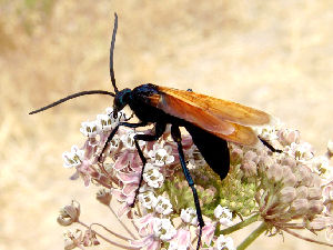 New Mexico state insect
