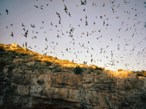 Texas state flying mammal