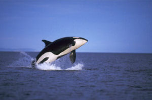 Washington State Marine Mammal, Orca (Orcinus orca), from NETSTATE.COM