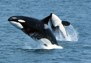 Washington state marine mammal