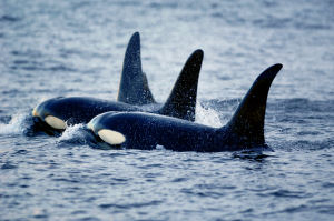 Washington state Marine Mammal