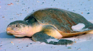Texas state sea turtle