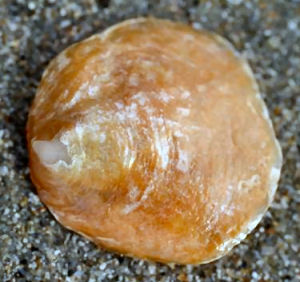 Delaware state shell