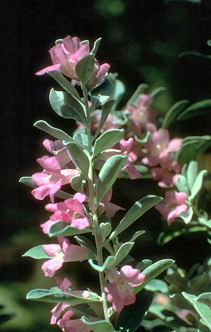 Texas state native shrub