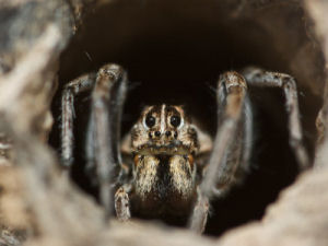 Wolf spiders: These speedy hunters hardly warrant our loathing for them, Local Sports