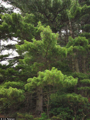 Maine state tree