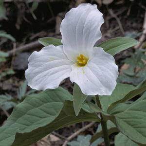 Ohio state wildflower